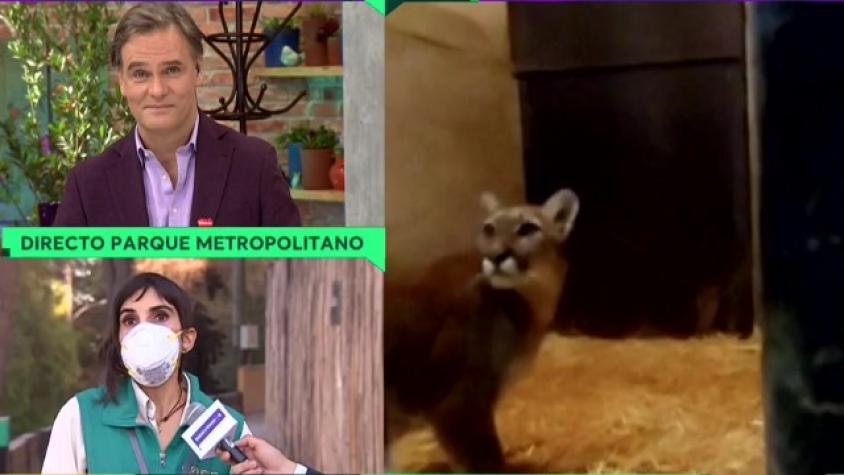 Exclusivo: así fue la llegada del puma al refugio del zoológico