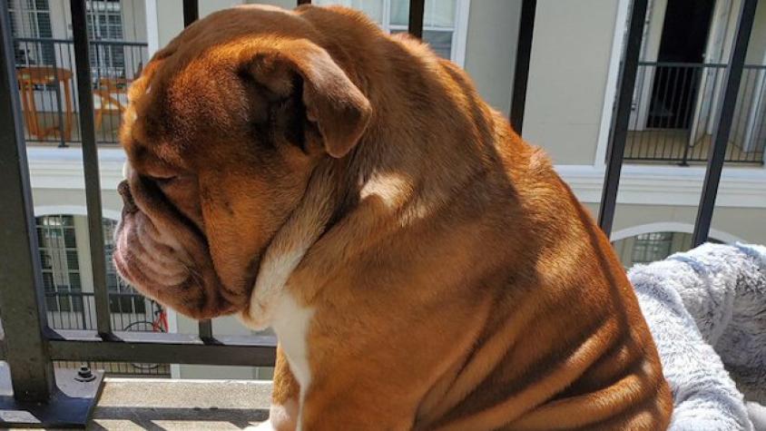 Big Poppa, el perro triste por la cuarentena que se convirtió en tendencia 