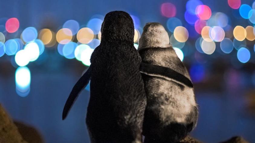 ¡Adorables! Pareja de pingüinos es captada abrazándose en Australia