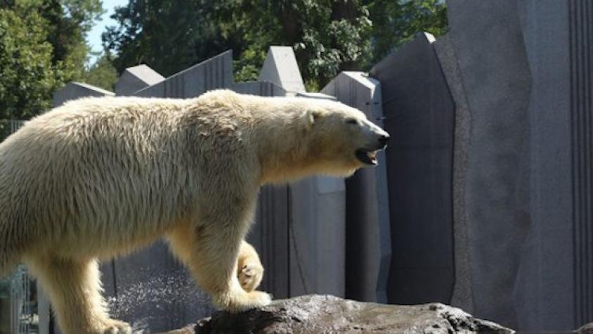 Zoológico de Alemania evalúa sacrificar algunos animales para alimentar al resto