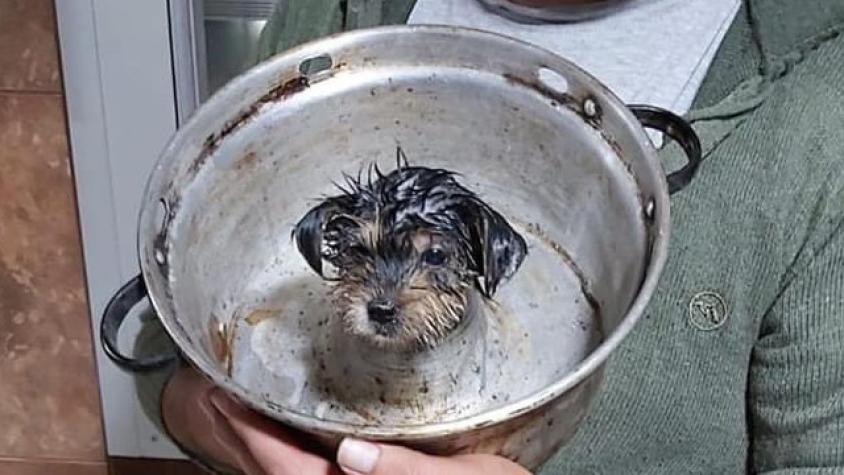 Cachorro quedó atrapado en molde de queque: Así fue el operativo para ayudarlo