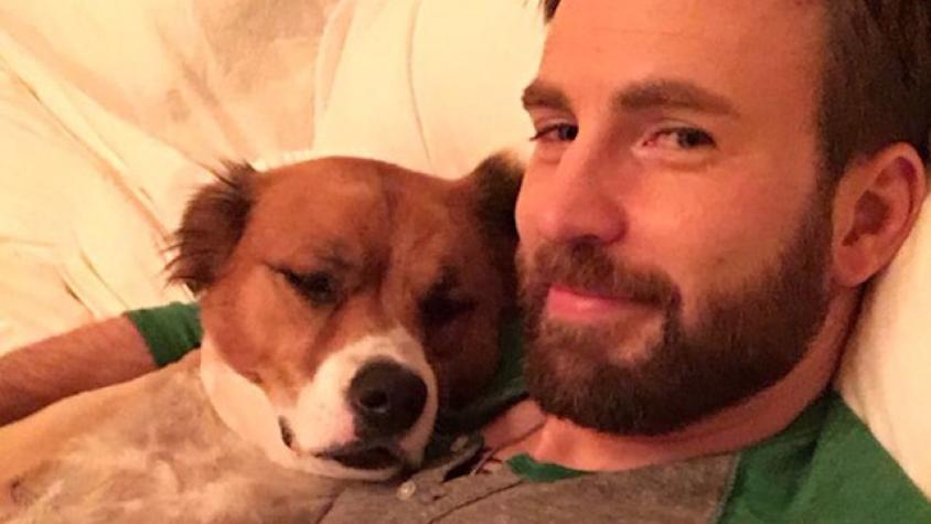 Chris Evans le cortó el pelo a su perro y mostró los terribles resultados