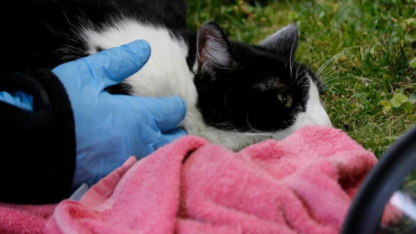 España: Confirman primer caso de gato contagiado con coronavirus