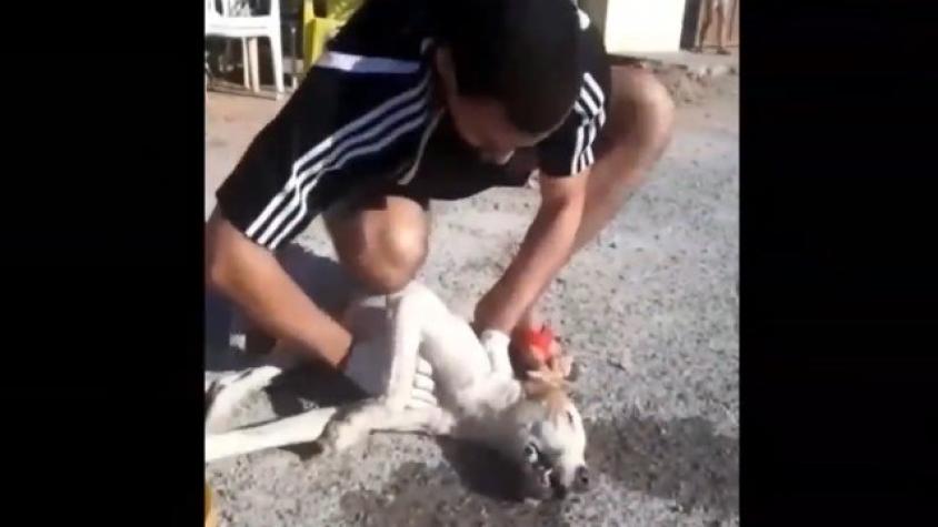 Joven salva la vida de perro que tuvo paro cardiorrespiratorio en Brasil