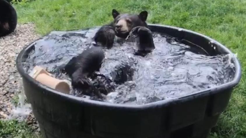 Revelan imágenes de oso negro gozando mientras toma un baño de tina