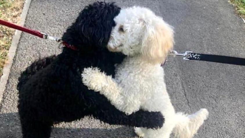 Reencuentro de hermanos poodle en plena calle emociona al mundo