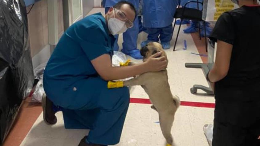 Harley, el perro que ayuda en el tratamiento de pacientes con coronavirus