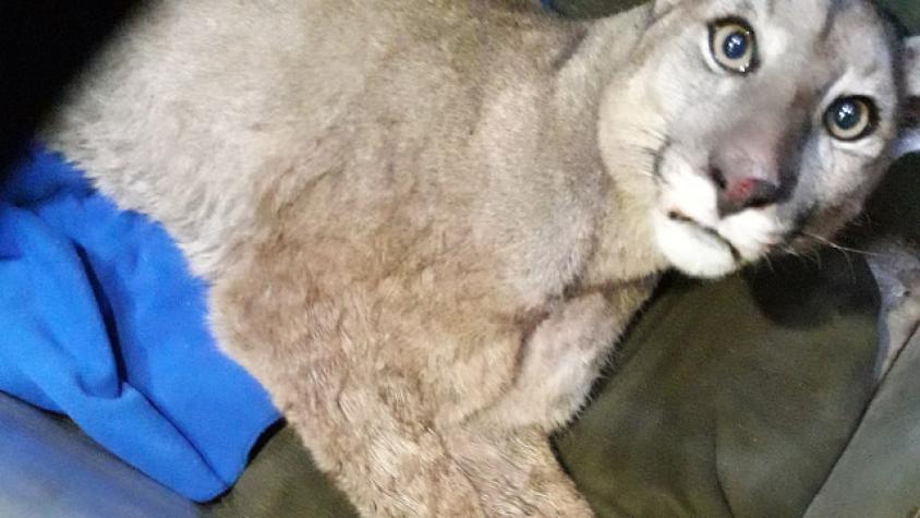 Encuentran a puma en una casa de Colina
