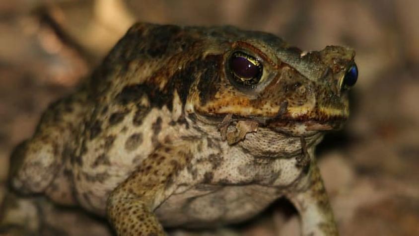 Caos en EE.UU. por plaga de sapos gigantes capaces de matar en 15 minutos