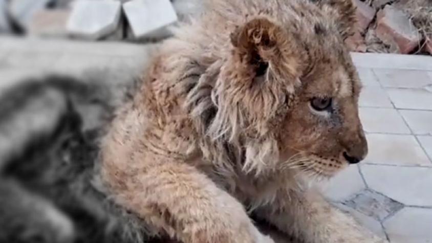 Impactante: cachorro león fue sometido a brutal maltrato para sacarle fotos