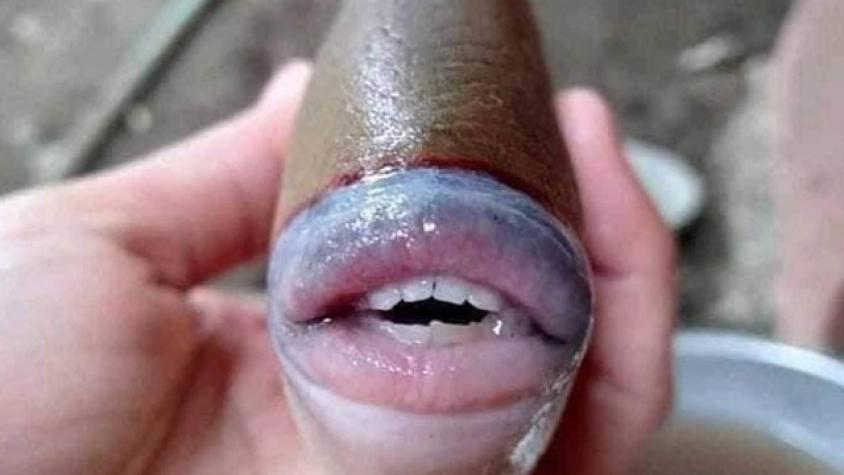 Increíble: captan imagen de pez con labios y dientes humanos