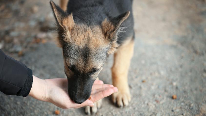 Recaudan 100 mil kilos de comida para mascotas afectadas por la crisis en Chile