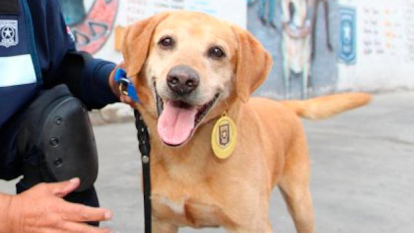 Murió Keeper, el mejor perro detector de drogas en Chile