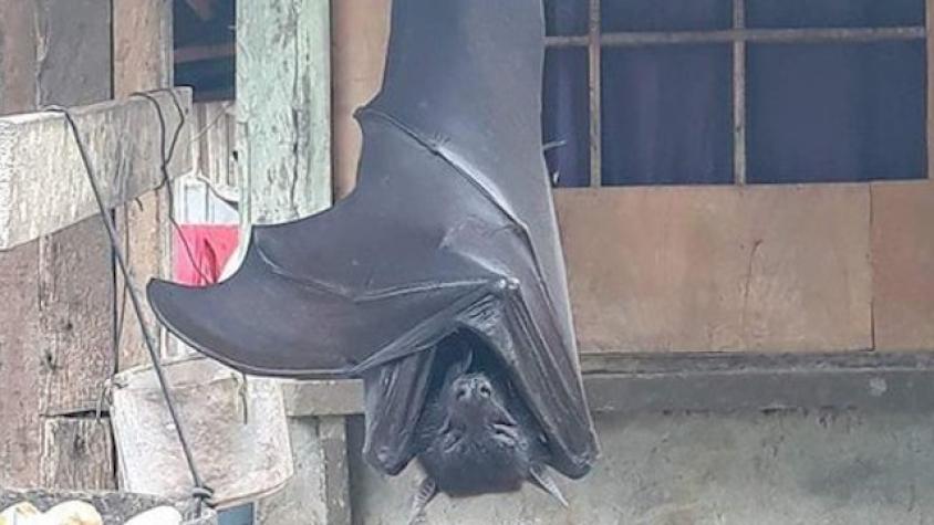 Impacto por aparición de supuesto murciélago gigante en Filipinas