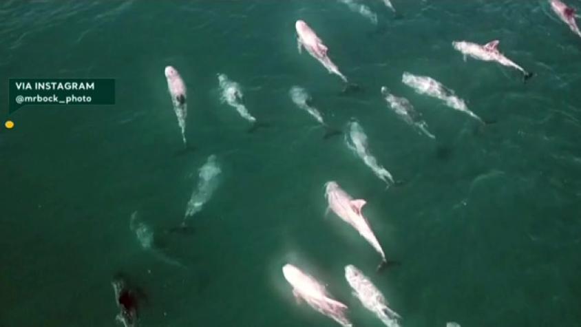 ¡Espectaculares imágenes! Precioso avistamiento de delfines en Reñeca