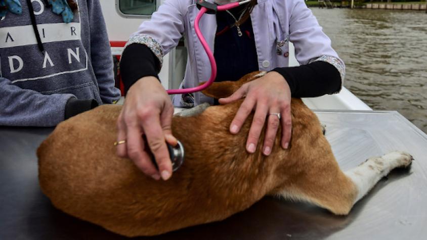 Muere el primer perro que dio positivo en prueba de coronavirus