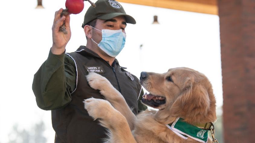 Adiestran a perros para detectar contagiados con COVID-19 en Chile