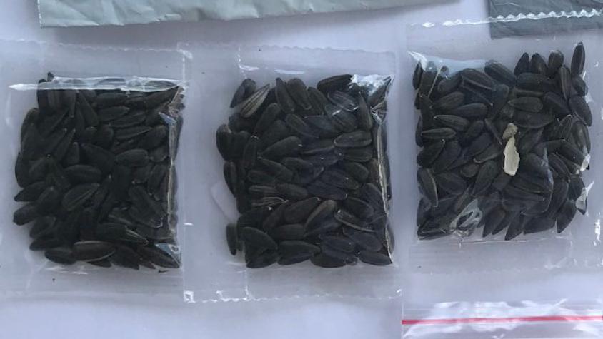 Alerta en Estados Unidos por misteriosas semillas de origen desconocido