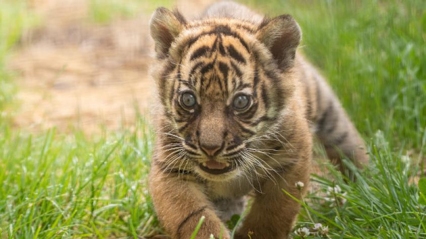 Nace raro ejemplar de tigre en un zoológico de Polonia