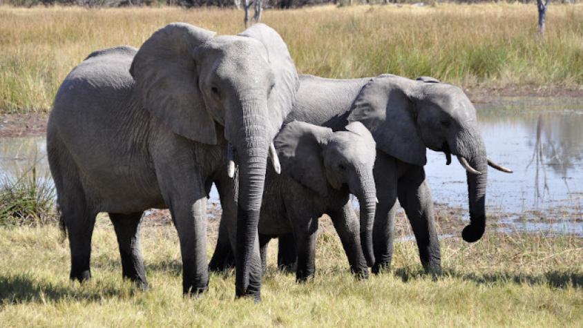 Cazador de elefantes es condenado a 30 años de trabajos forzados