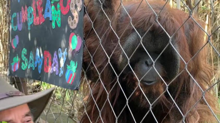 Orangután del Buin Zoo protagoniza simpático momento durante despacho en vivo por su cumpleaños