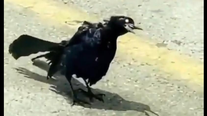 Difunden imágenes de supuesto pájaro zombie