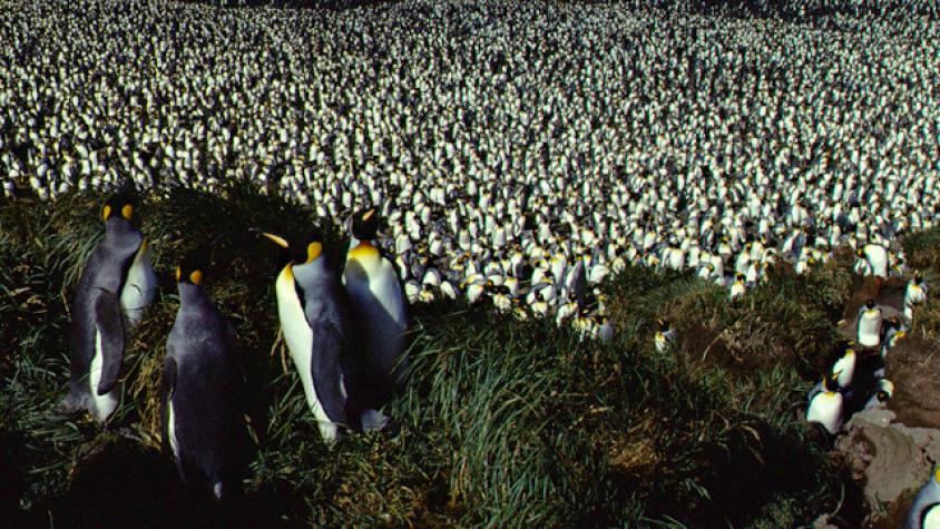Científicos descubren nuevas colonias de pingüinos desde el espacio