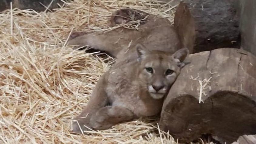 Puma rescatado por el Zoológico Nacional muere por heridas de disparos
