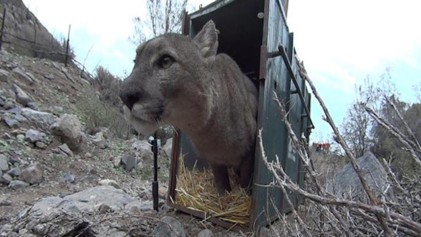 Puma capturado en Lo Barnechea es regresado a la naturaleza