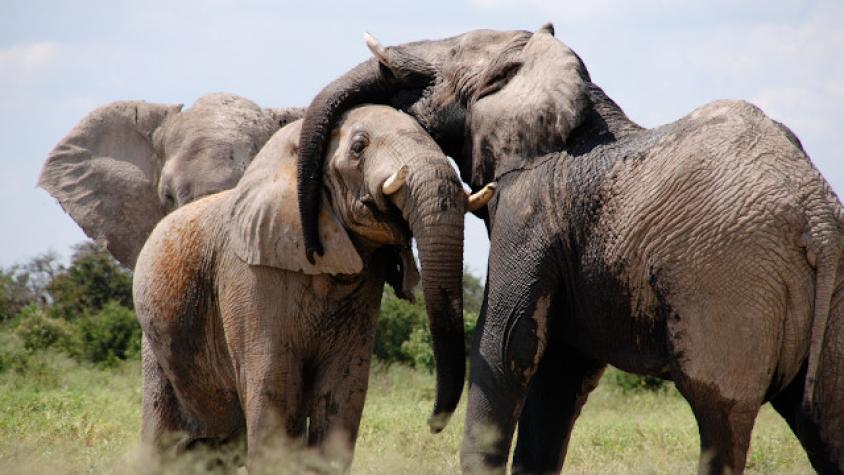 Zoológico dará cannabis a elefantes para reducir su estrés