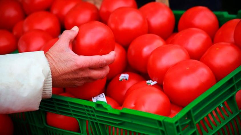 Investigadores revelan llamativo truco para conservar el tomate