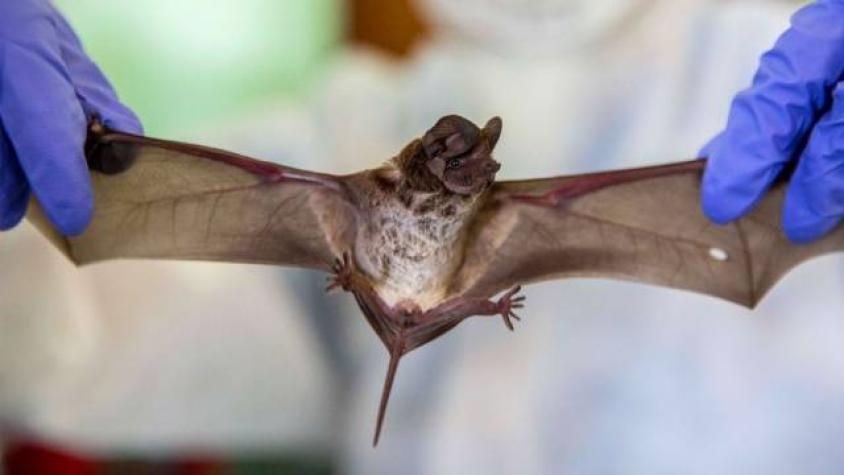 Nuevo virus Nipah preocupa al continente asiático: Podría transformarse en pandemia 