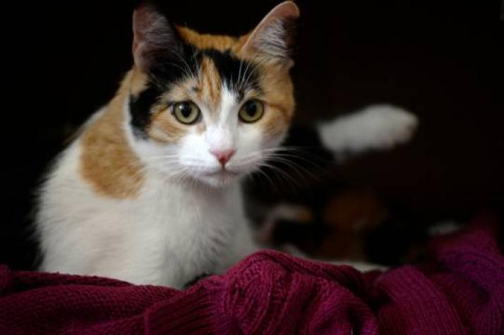 Valparaíso: Cumpleaños de gato dejó 15 contagiados de COVID-19