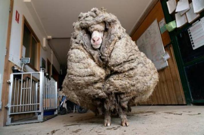 ¡Impactante! Rescatan a oveja con 35 kilos de lana en Australia