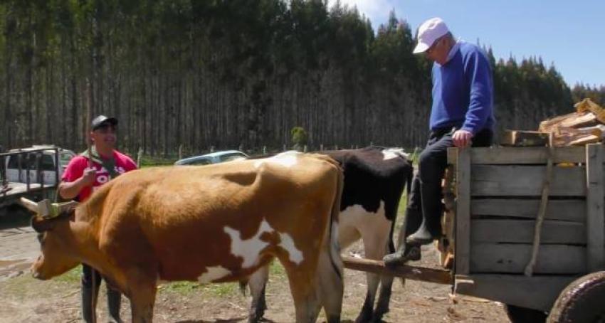 Conocemos el amansamiento de bueyes en Crónicas de la Patagonia