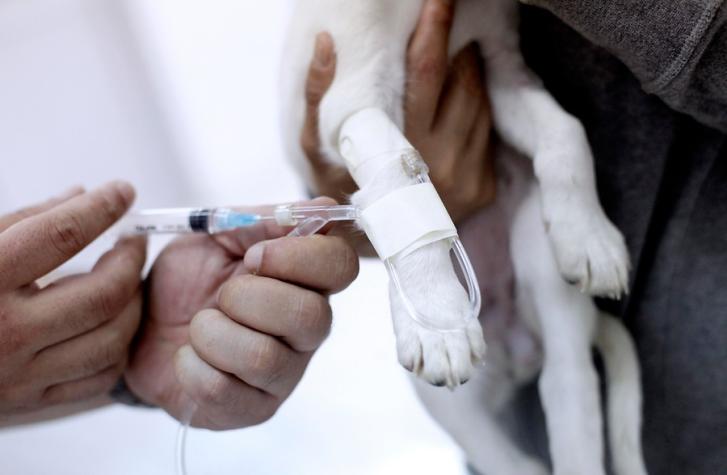 ¿Por qué es importante controlar el Covid-19 en animales?