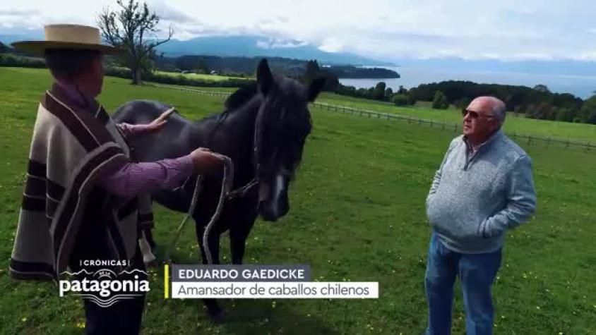 Crónicas de la Patagonia / Capítulo 7 / El Caballo Patagón