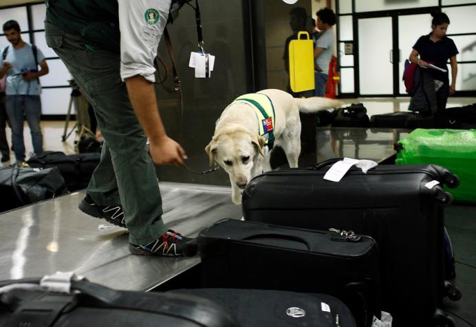 Perros detectarían el Covid-19 por el olfato con más de 90% de precisión