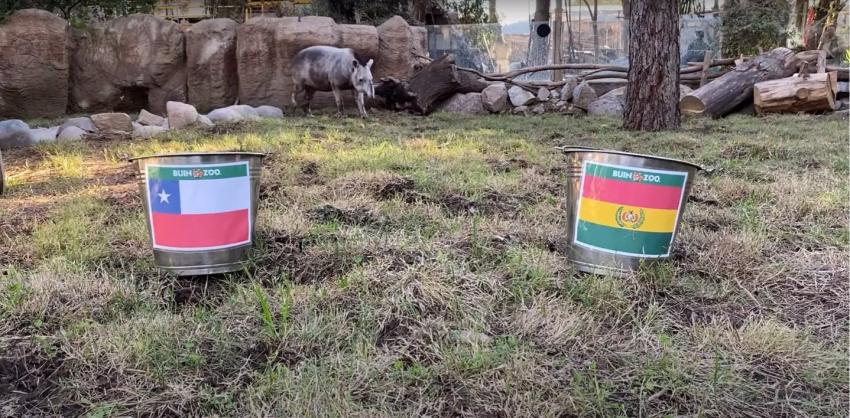 Tapir Manolo del Buin Zoo ya tiene un favorito para el duelo de Chile con Bolivia