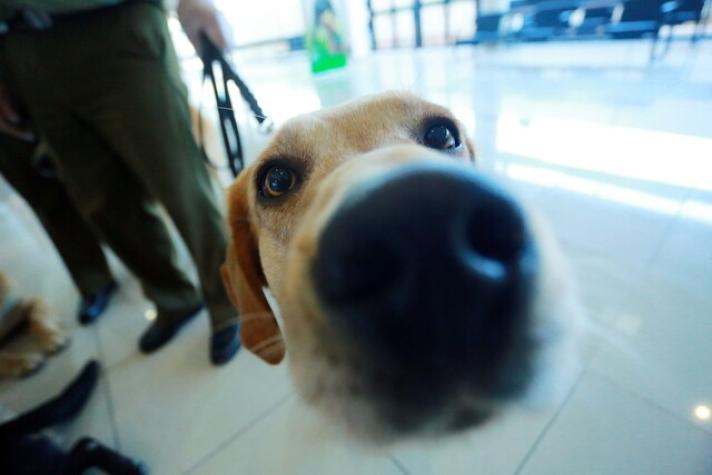 Perros ecuatorianos detectan Covid-19 a través del sudor