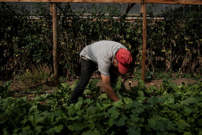 Sector agrícola: así puedes postular a trabajos con sueldos hasta $600 mil