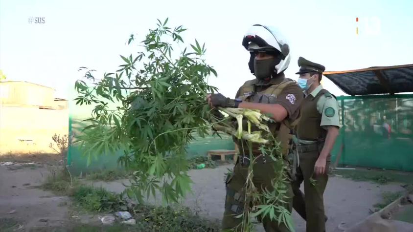SOS: Autoridades encuentran planta de marihuana en plena vía pública