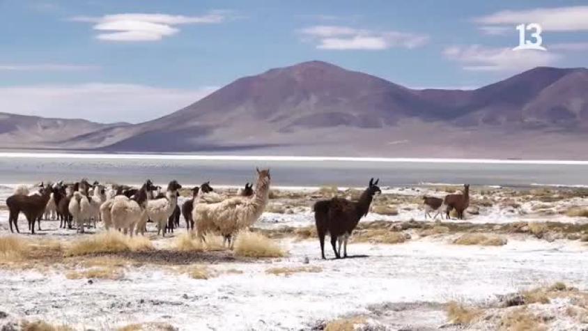 Salar de Huasco, la maravilla de 9.950 hectáreas