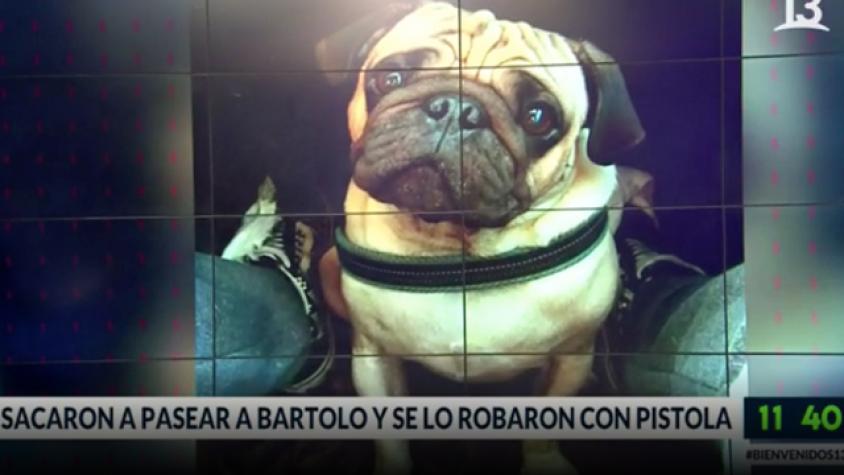 Sacaron a pasear a su perro Bartolo y se lo robaron con pistola