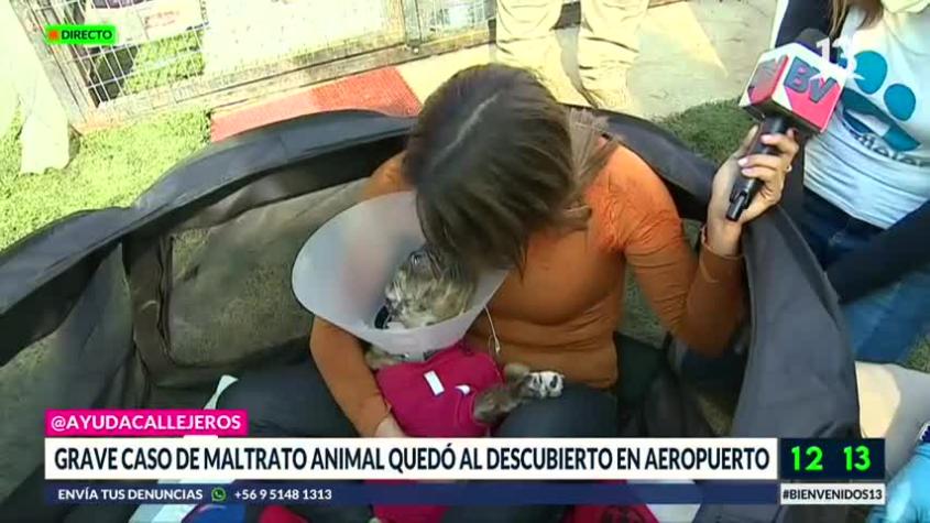 Periodista de Bienvenidos no aguantó las lágrimas ante caso de maltrato animal