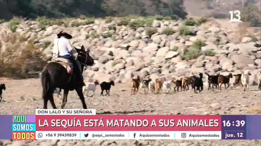 Nos activamos por el “Huaso Lalo” y sus animales: producto de la sequía no tienen alimentos 