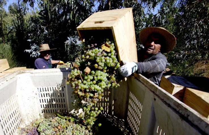 Llaman a postular a más de 5 mil vacantes de trabajo en el sector agrícola