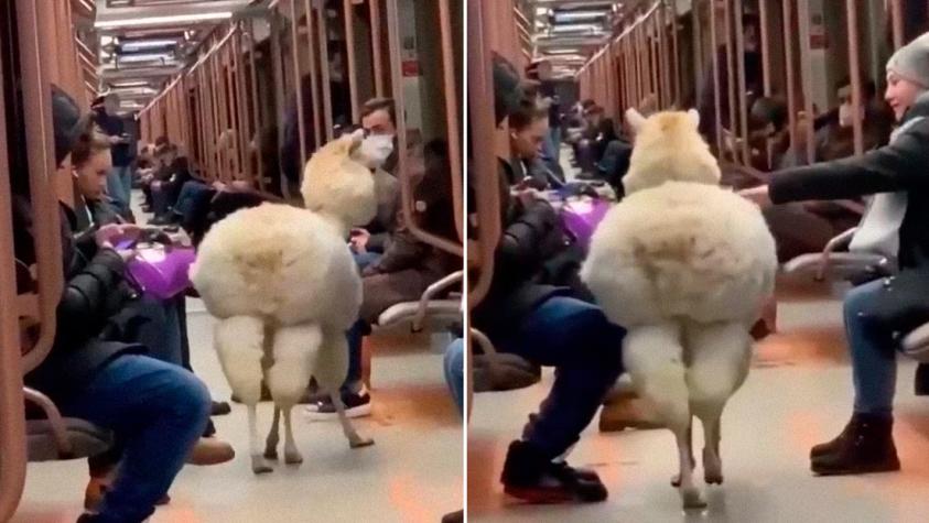 Increíble: Alpaca dio un llamativo paseo por los vagones del metro de Moscú