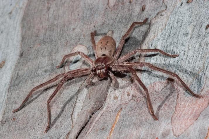 Araña gigante causó terror en puerto de Reino Unido