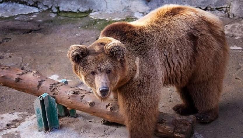 Impactante: Captan a mujer lanzando a su hija de 3 años a una jaula de un oso